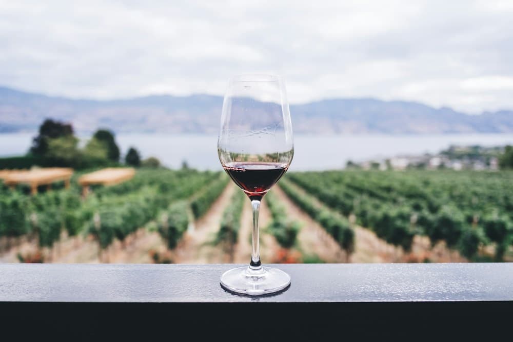 Vigneto e paesaggio di una cantina